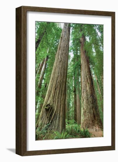 Redwoods Forest I-Alan Majchrowicz-Framed Photo