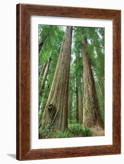 Redwoods Forest I-Alan Majchrowicz-Framed Photo