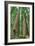 Redwoods Forest I-Alan Majchrowicz-Framed Photo