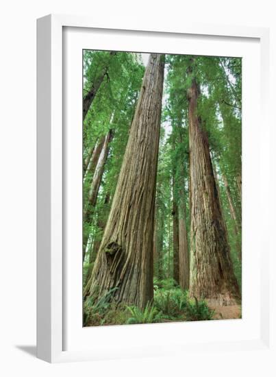 Redwoods Forest I-Alan Majchrowicz-Framed Photo