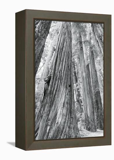 Redwoods Forest III-Alan Majchrowicz-Framed Stretched Canvas