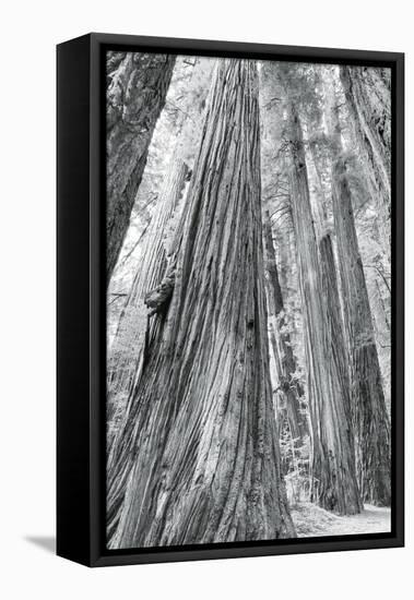 Redwoods Forest III-Alan Majchrowicz-Framed Stretched Canvas