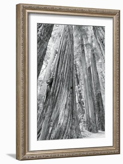 Redwoods Forest III-Alan Majchrowicz-Framed Photo