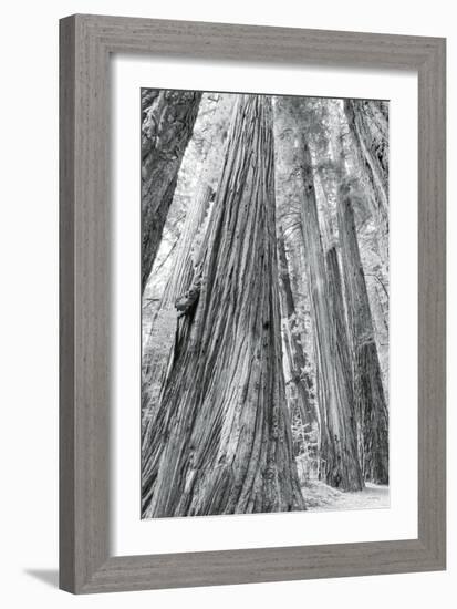 Redwoods Forest III-Alan Majchrowicz-Framed Photo