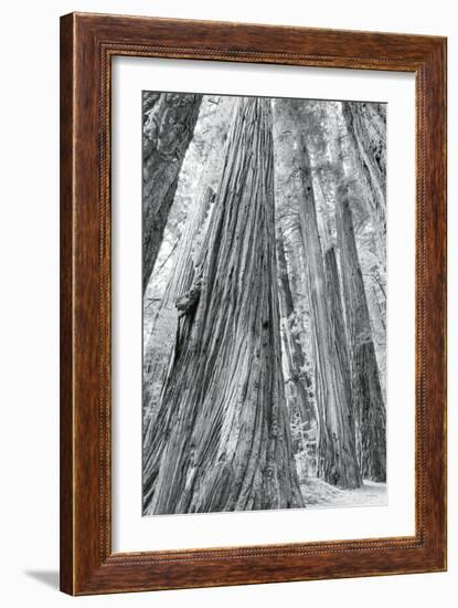 Redwoods Forest III-Alan Majchrowicz-Framed Photo