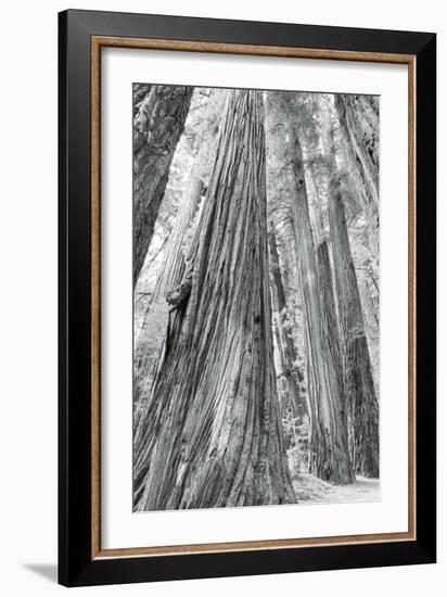 Redwoods Forest III-Alan Majchrowicz-Framed Photo