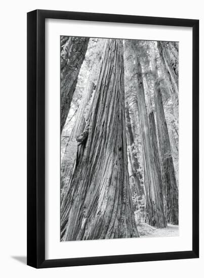 Redwoods Forest III-Alan Majchrowicz-Framed Photo