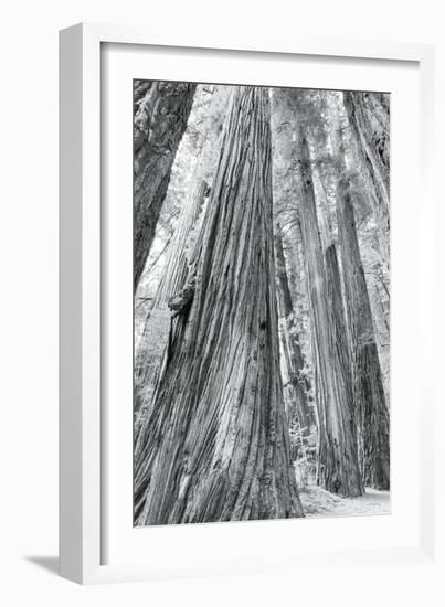 Redwoods Forest III-Alan Majchrowicz-Framed Photo