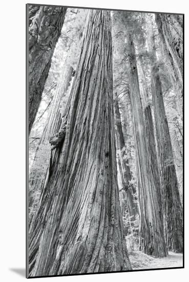 Redwoods Forest III-Alan Majchrowicz-Mounted Photo