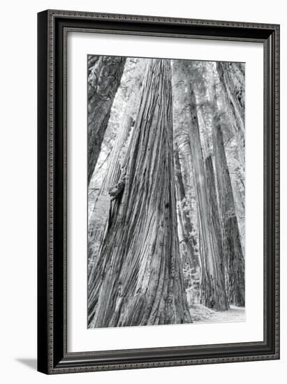 Redwoods Forest III-Alan Majchrowicz-Framed Photo