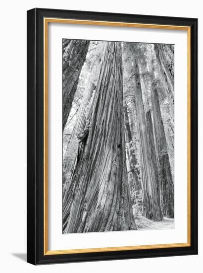 Redwoods Forest III-Alan Majchrowicz-Framed Photo