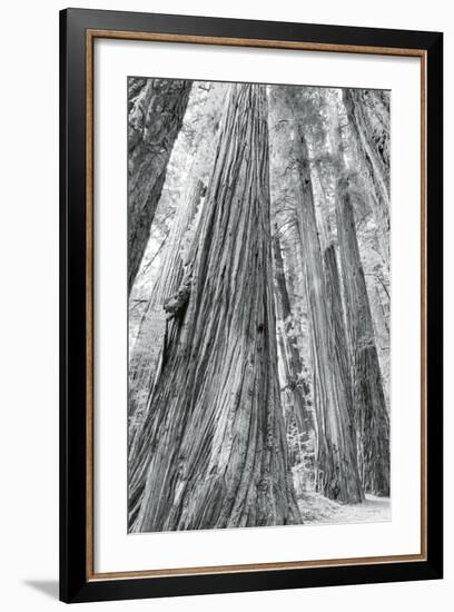 Redwoods Forest III-Alan Majchrowicz-Framed Photo