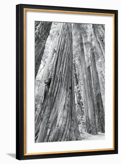 Redwoods Forest III-Alan Majchrowicz-Framed Photo