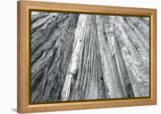 Redwoods Forest IV-Alan Majchrowicz-Framed Stretched Canvas