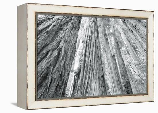 Redwoods Forest IV-Alan Majchrowicz-Framed Stretched Canvas