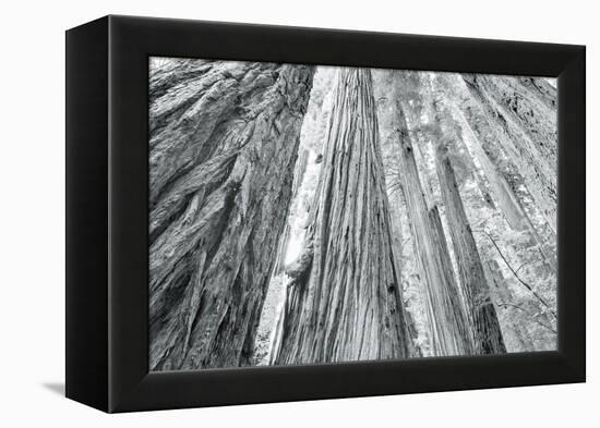 Redwoods Forest IV-Alan Majchrowicz-Framed Stretched Canvas