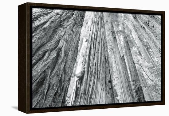 Redwoods Forest IV-Alan Majchrowicz-Framed Stretched Canvas