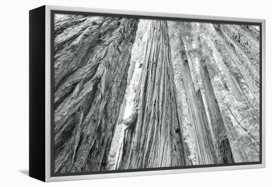 Redwoods Forest IV-Alan Majchrowicz-Framed Stretched Canvas