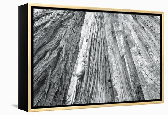 Redwoods Forest IV-Alan Majchrowicz-Framed Stretched Canvas