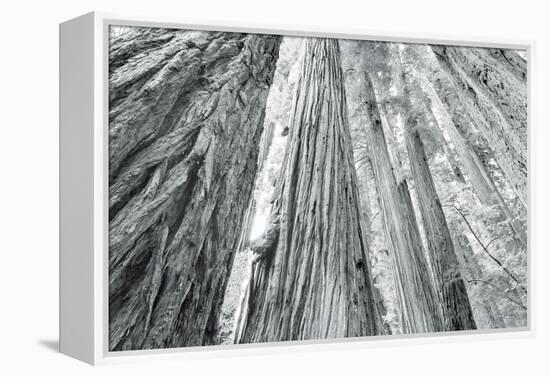 Redwoods Forest IV-Alan Majchrowicz-Framed Stretched Canvas