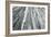 Redwoods Forest IV-Alan Majchrowicz-Framed Photo