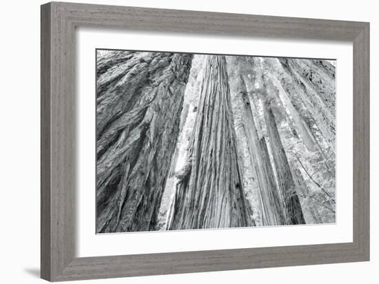 Redwoods Forest IV-Alan Majchrowicz-Framed Photo