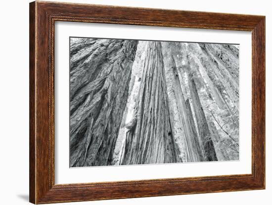 Redwoods Forest IV-Alan Majchrowicz-Framed Photo