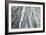 Redwoods Forest IV-Alan Majchrowicz-Framed Photo