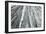 Redwoods Forest IV-Alan Majchrowicz-Framed Photo