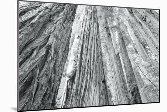 Redwoods Forest IV-Alan Majchrowicz-Mounted Photo