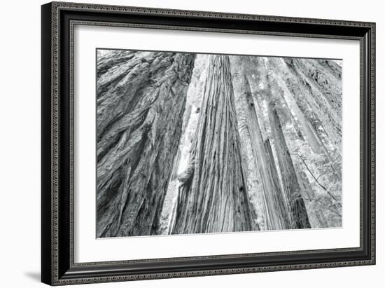 Redwoods Forest IV-Alan Majchrowicz-Framed Photo