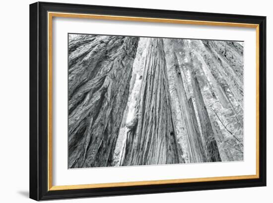 Redwoods Forest IV-Alan Majchrowicz-Framed Photo