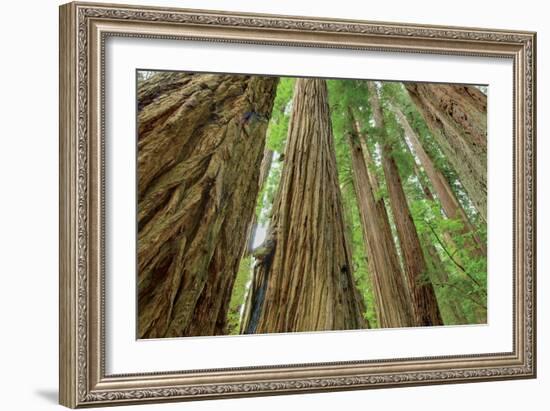 Redwoods Forest IV-Alan Majchrowicz-Framed Photo