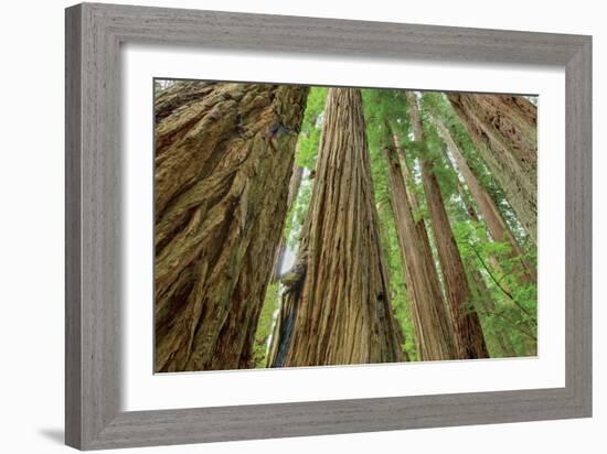 Redwoods Forest IV-Alan Majchrowicz-Framed Photo