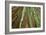 Redwoods Forest IV-Alan Majchrowicz-Framed Photo