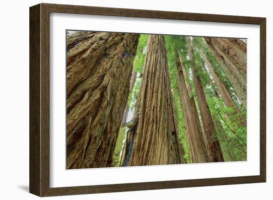 Redwoods Forest IV-Alan Majchrowicz-Framed Photo