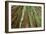 Redwoods Forest IV-Alan Majchrowicz-Framed Photo