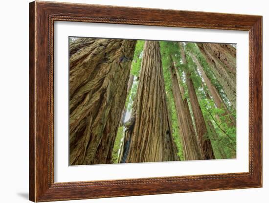 Redwoods Forest IV-Alan Majchrowicz-Framed Photo