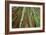 Redwoods Forest IV-Alan Majchrowicz-Framed Photo