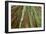 Redwoods Forest IV-Alan Majchrowicz-Framed Photo