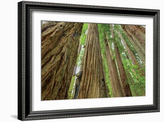 Redwoods Forest IV-Alan Majchrowicz-Framed Photo