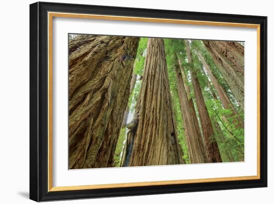 Redwoods Forest IV-Alan Majchrowicz-Framed Photo