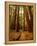 Redwoods Forest-Charles O'Rear-Framed Premier Image Canvas