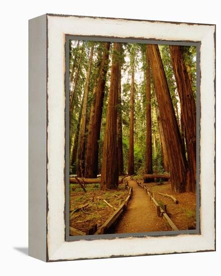 Redwoods Forest-Charles O'Rear-Framed Premier Image Canvas