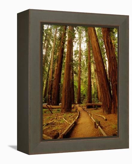 Redwoods Forest-Charles O'Rear-Framed Premier Image Canvas