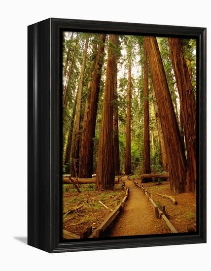 Redwoods Forest-Charles O'Rear-Framed Premier Image Canvas