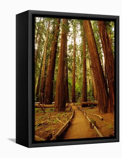 Redwoods Forest-Charles O'Rear-Framed Premier Image Canvas