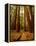 Redwoods Forest-Charles O'Rear-Framed Premier Image Canvas