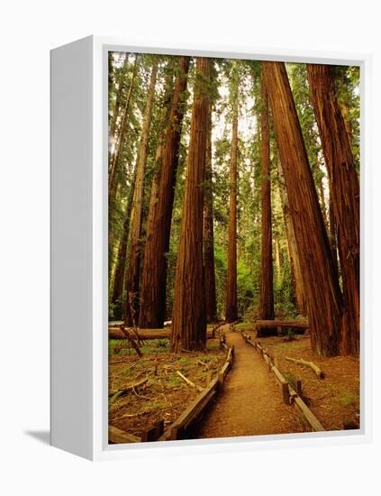 Redwoods Forest-Charles O'Rear-Framed Premier Image Canvas