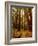 Redwoods Forest-Charles O'Rear-Framed Photographic Print